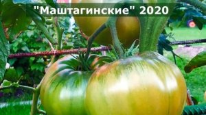 Подписывайтесь на мои новые каналы "Сад по-взрослому с Виктором Шадриным"