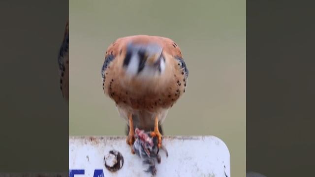 Falco sparverius смотреть онлайн