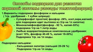 МОЩНОЕ развитие корневой системы рассады томатов.