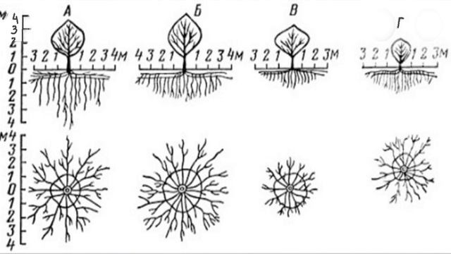 Как омолодить корни садовых деревьев смотреть онлайн