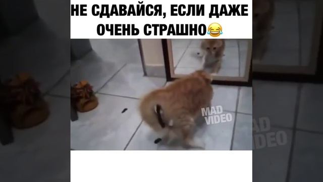 Не сдавайся смотреть онлайн