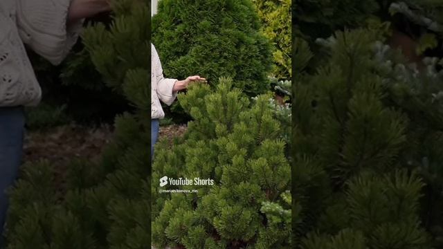 Сосна горная ОФИР. смотреть онлайн