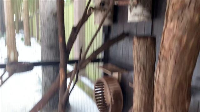 Содержание белок в вольере.Посленовогоднее. смотреть онлайн