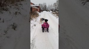 Хаски и салазки