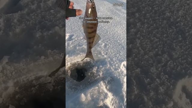 А Вы уже были НА РЫБАЛКЕ в новом году?#снастиздрасьте смотреть онлайн
