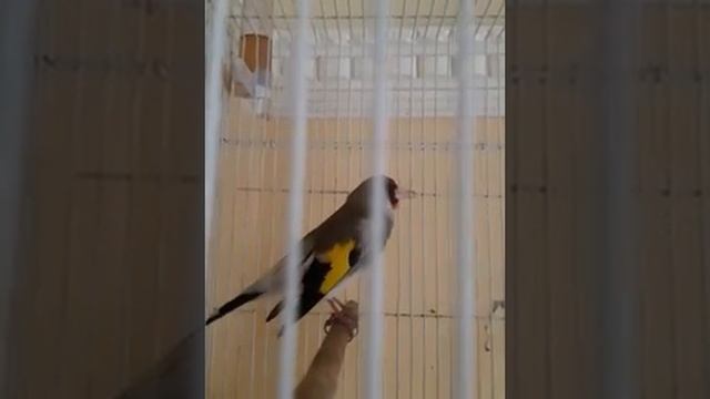 Седоголовый щегол супер Чир Чир Goldfinch like смотреть онлайн