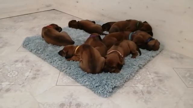 Шел первый день карантина 🐾😄 смотреть онлайн