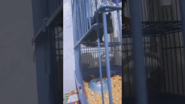 Так смешно и одновременно мило лежал Рататуй что я просто не смогла не заснять!😅☺️ смотреть онлайн