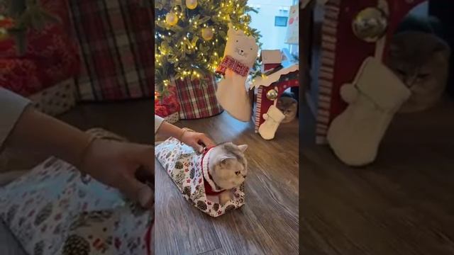 смешное видео смотреть онлайн