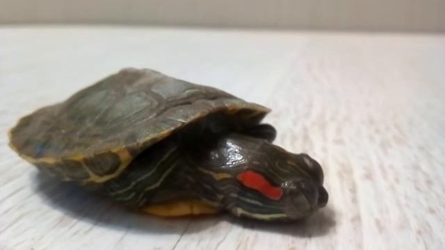 Черепаха 🐢 » » » Доброе утро ! смотреть онлайн