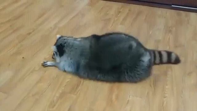 Пухляшный енот на всё готов ради еды!!! смотреть онлайн