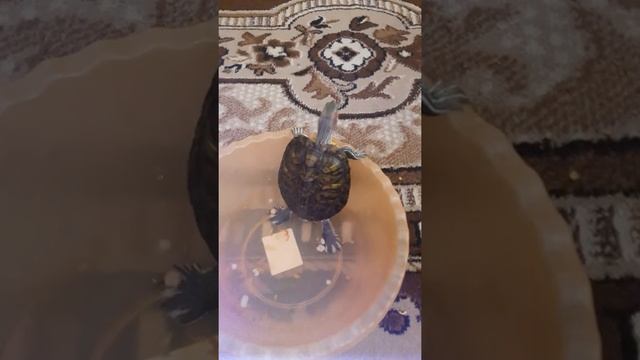 Побег черепахи смотреть онлайн