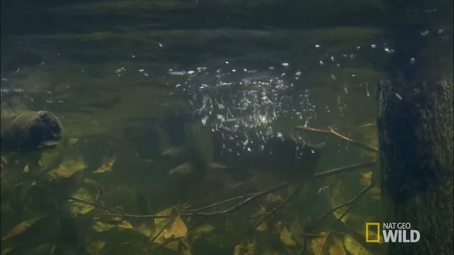 Flying Fish | Brazil