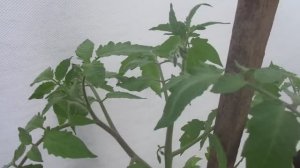 КОГДА НАЧИНАТЬ ФОРМИРОВАТЬ ТОМАТЫ? ОГОРОДНАЯ АЗБУКА ОЛЬГИ ЧЕРНОВОЙ.