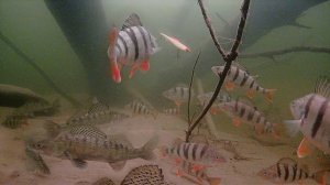 ВОТ ЭТО ПРОБУРИЛ ЛУНКУ ПОД КОРЯГОЙ! ТУЧИ РЫБЫ, Я СТОЛЬКО НЕ ВИДЕЛ НИКОГДА