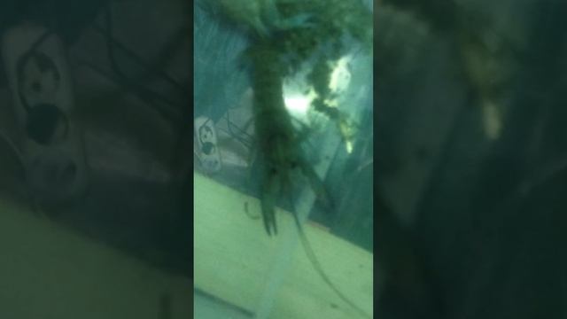 Линька Австралийский рак