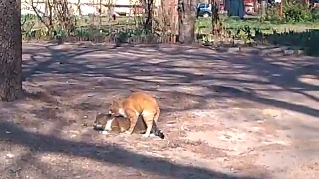 Кошяк+кошяк=еще кошак смотреть онлайн