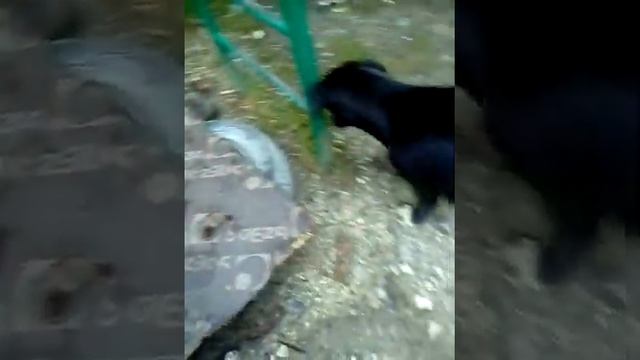 Vlog : я и Вадим гуляем и к нам пристает собака и мальчик смотреть онлайн