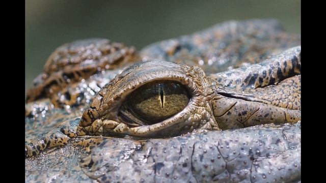 Якорцы стелющиеся и глаукома
