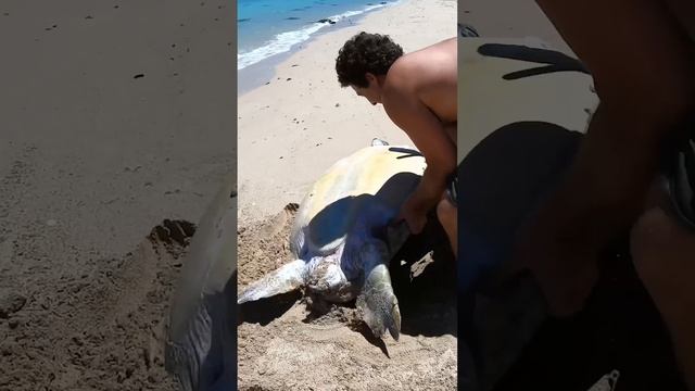 Sea Turtle Stuck On Remote Beach.. смотреть онлайн