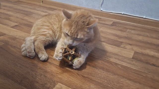 Чудо кот Пряник и его новая игрушка с кошачей мятой смотреть онлайн