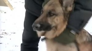 Возвращение Мухтара 7 сезон 16 серия