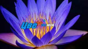 Зара Любовь красавица