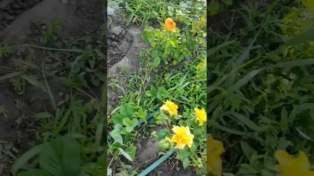 Роза Alissar,Princess of Phoenicia (Алиссар,Финикийская Принцесса) Harkness смотреть онлайн