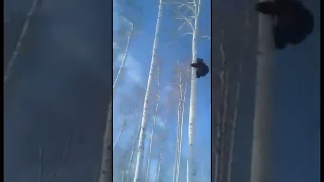 Встреча с медведем смотреть онлайн