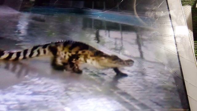 Крокодиловая ферма Тайланда. Даже есть большой пруд с зубастыми крокодилами.