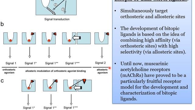 GPCR: Signal Transduction, Lecture by Dr. M. G. Sabbir, Part-1, segment 6 of 6 смотреть онлайн