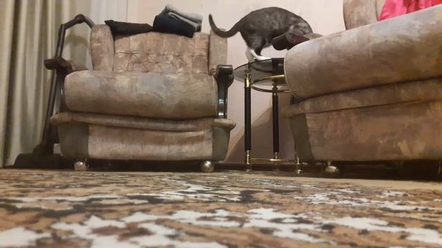 Странная кошка хочет играть смотреть онлайн