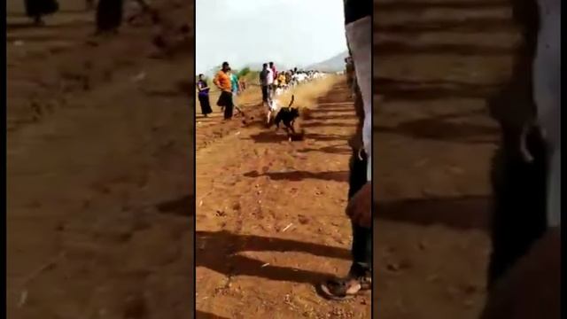 Greyhound Racing Maharashtra