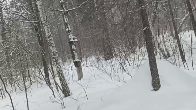 Брошенная пасека. Пос. Сотово. смотреть онлайн