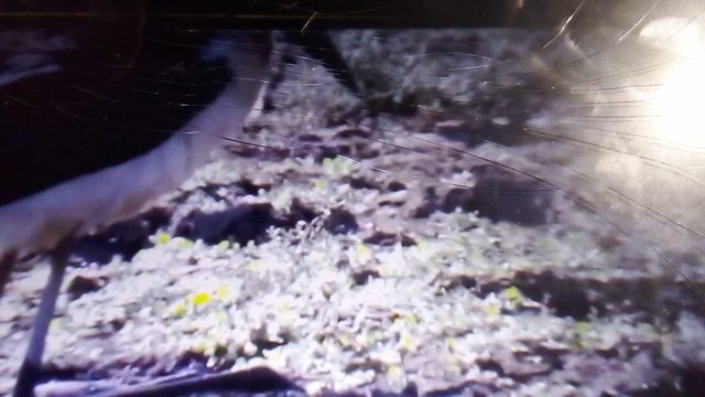 Каракал ищет еду в ночное время суток и как марабу охотятся на сомов Африки. Цикл Дикие реки Африки.