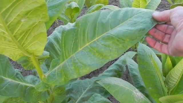 Приготовление и ферментация табака смотреть онлайн