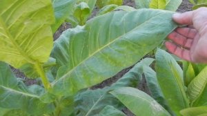 Приготовление и ферментация табака