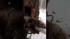 Охота на соболя, кпт - 125 сработал..mp4