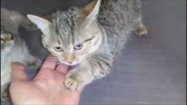 САМАЯ МАЛЕНЬКАЯ КОШКА. ЖДЕМ ПОКА ПОДРАСТЕТ, ИСПОЛНИЛОСЬ 7 МЕСЯЦЕВ, В ХОЛКЕ УЖЕ ПОЧТИ 8 СМ . смотреть онлайн