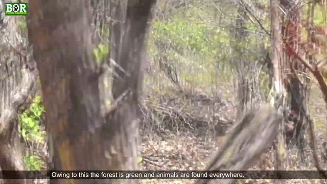 Bor Tiger Reserve video