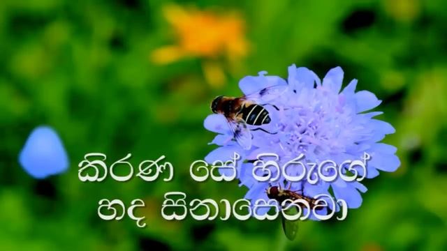 Malata Bambareku Se Karaoke (without Voice) මලට බඹරෙකු සේ