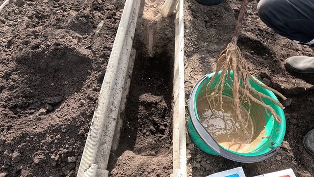 Посадка однолетнего саженца винограда весной смотреть онлайн