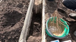 Посадка однолетнего саженца винограда весной