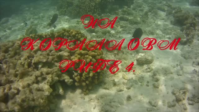 На коралловом рифе .4mp4 смотреть онлайн