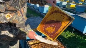 ВЫВОД МАТОК!!! Формирование стартера, семьи-воспитательницы!!!