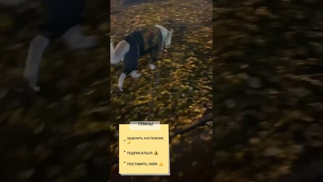 #белаяшвейцарскаяовчарка #собака #funnydogs #fashion #анаконда смотреть онлайн
