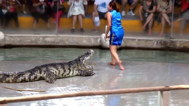 Шоу крокодилов - азиатская экзотика. Тайланд. Crocodile show - Asian exotica. Thailand. смотреть онлайн