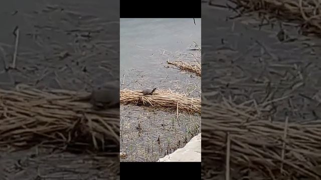 Черепашка смотреть онлайн