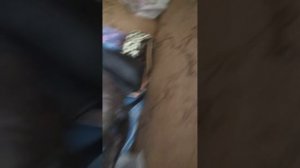 Роды кошки... бешеный крик