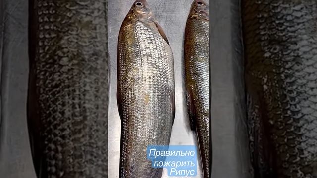 Рипус вкуснейшая рыба. Но пожарить её не так-то просто. смотреть онлайн
